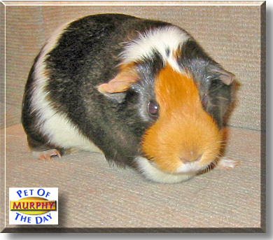Murphy, the Pet of the Day