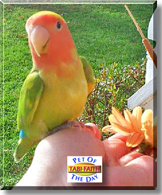 Tabi-Faith, the Pet of the Day