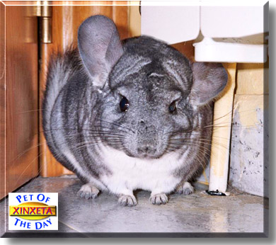 Xinxeta, the Pet of the Day