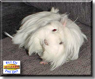 Mozart, the Pet of the Day