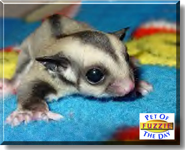Fuzzie, the Pet of the Day