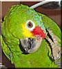 Fred the Red lored Amazon