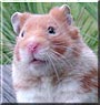 Peanut the Hamster