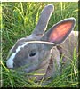 Scooby Doo the Rex Rabbit