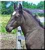 Tucker the Percheron