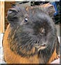 Bazz the Guinea Pig