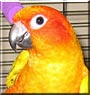 Sunny the Sun Conure