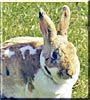 Wally the Mini Rex Rabbit
