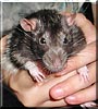 Spike the Rat