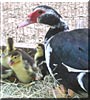 Chloe the Muscovy duck