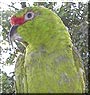 Missy Lockie the Slender Billed Conure