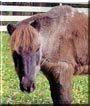 PeeWee the Shetland Pony