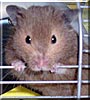 Chocolate the Hamster