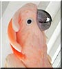 Peyton the Moluccan Cockatoo