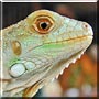 Iggy the Iguana