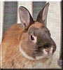 Whiskers the Martin Sable Netherland