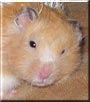 Pipi the Teddy Bear Hamster