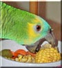 Mikki the Blue Fronted Amazon