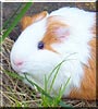 Harry the Guinea Pig
