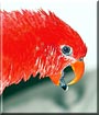 Saby the Red Lory Parrot