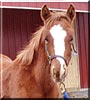 Harley the Quarter Horse