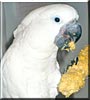 Lulu the Umbrella Cockatoo