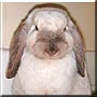 Cotton the Dwarf rabbit