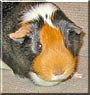 Murphy the Guinea Pig