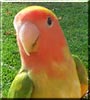 Tabi Faith the Lovebird