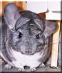 Xinxeta the Chinchilla