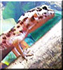 Theo the Leopard Gecko