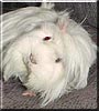 Mozart the Peruvian Guinea Pig