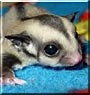 Fuzzie the Sugar Glider