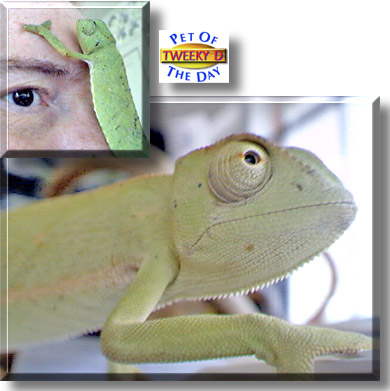 Tweeky D, the Pet of the Day