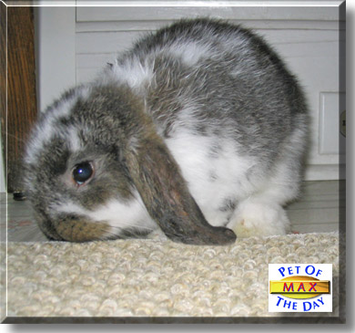Max, the Pet of the Day