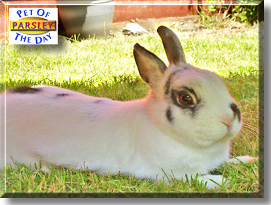 Parsley, the Pet of the Day