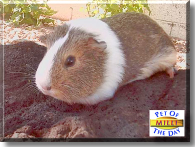 Milli, the Pet of the Day