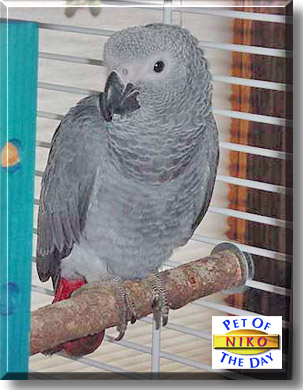 Niko, the Pet of the Day