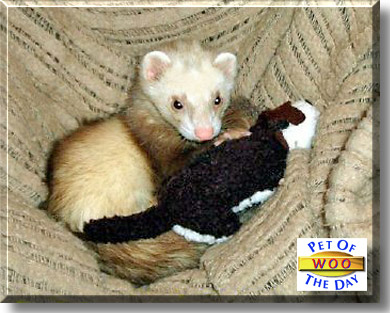 Woo, the Pet of the Day
