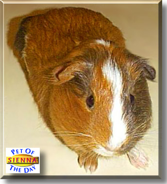 Sienna, the Pet of the Day
