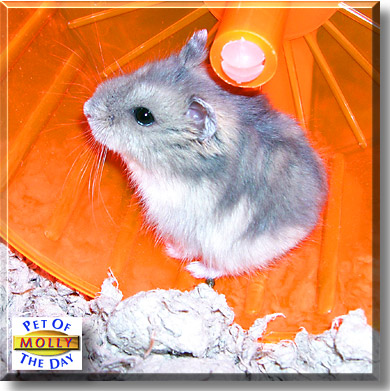 Molly, the Pet of the Day