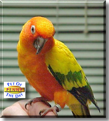 Penny, the Pet of the Day