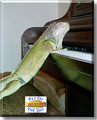 Merlin, the Pet of the Day