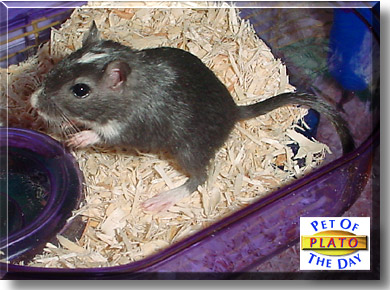 Plato, the Pet of the Day