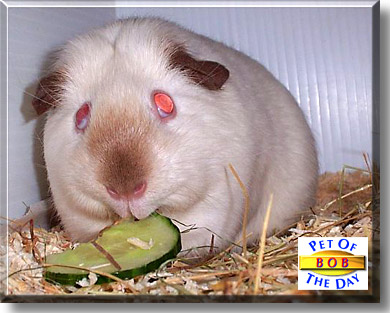 Bob, the Pet of the Day