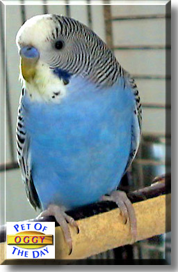 Oggy, the Pet of the Day