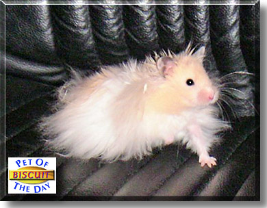 Biscuit, the Pet of the Day