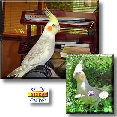 Siska, the Pet of the Day