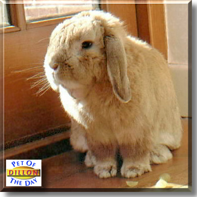 Dillon, the Pet of the Day