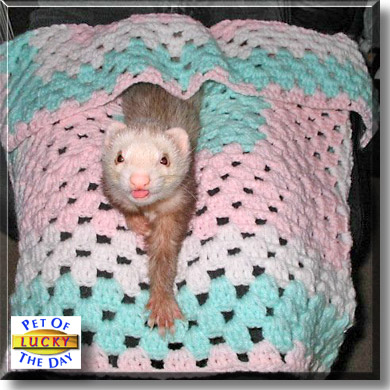 Lucky, the Pet of the Day